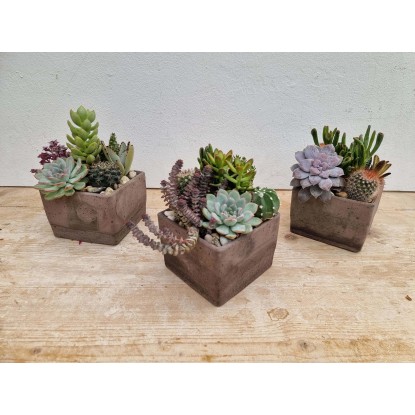 Piante grasse composizione vaso cubo Piante grasse composizione vaso cubo
