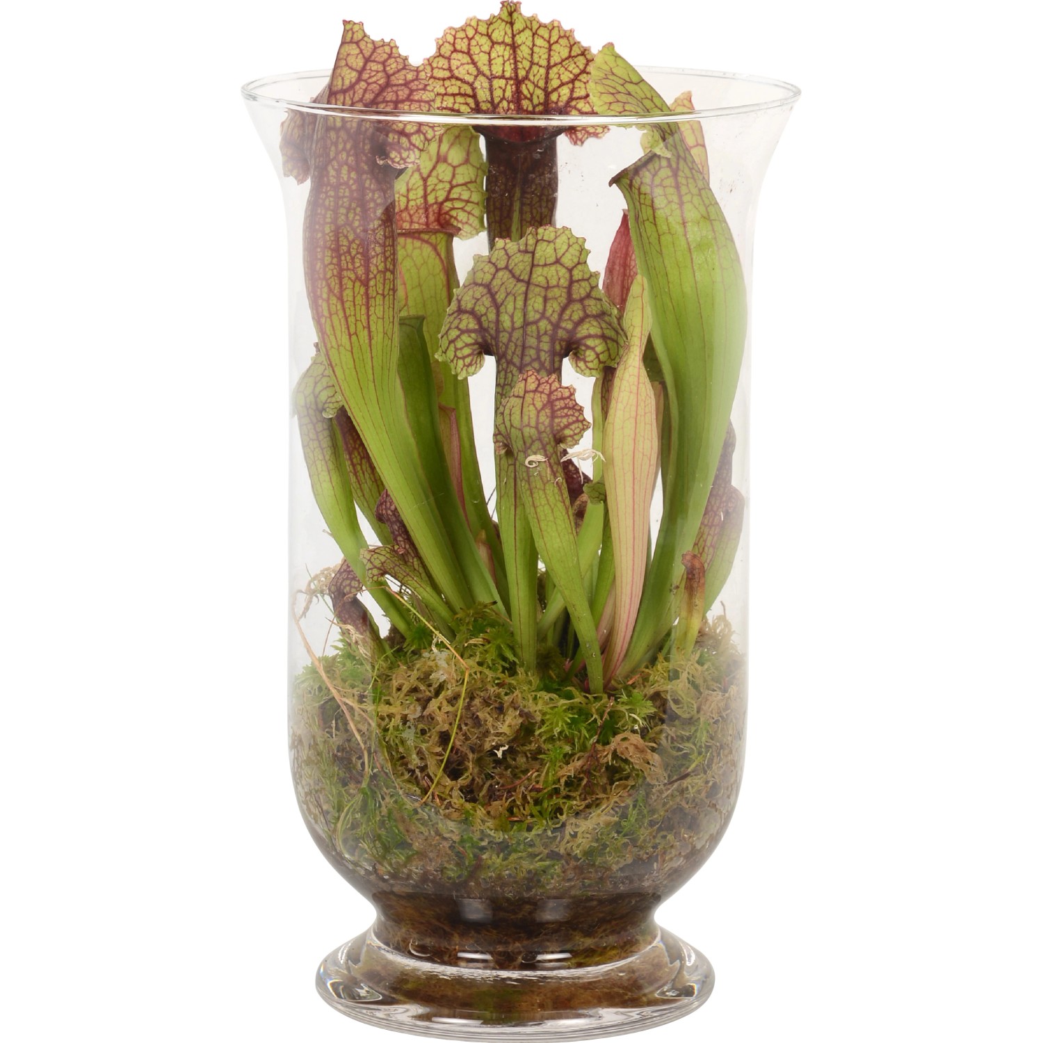 Sarracenia vaso di vetro Ø 16 cm Sarracenia vaso di vetro Ø 16 cm
