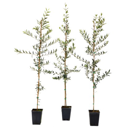 Olea europaea "Maurino" astone Olea europaea "Maurino" astone