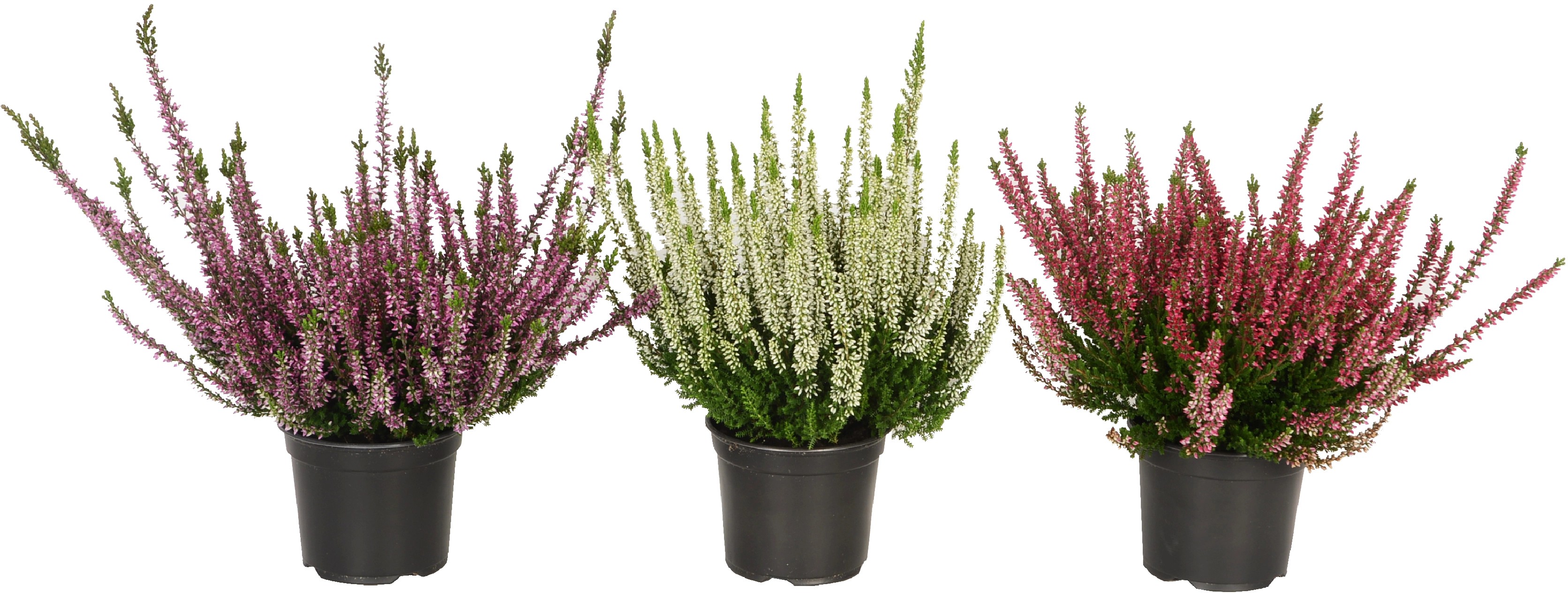 Erica Calluna beauty Ladies vaso 12 cm Erica Calluna beauty Ladies vaso 12 cm