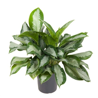 Aglaonema Silver Moon vaso Ø 24 cm Aglaonema Silver Moon vaso Ø 24 cm