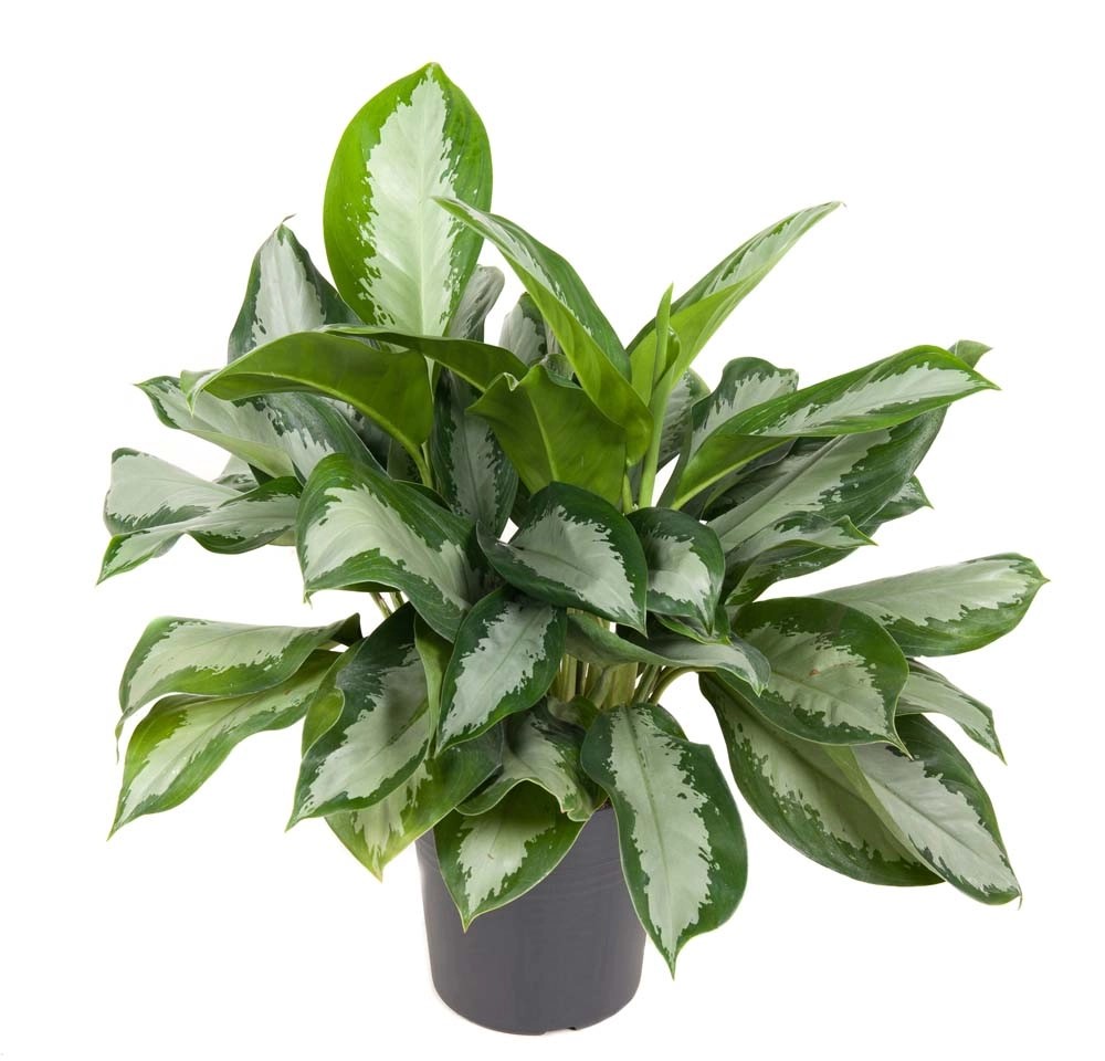 Aglaonema Silver Moon vaso Ø 24 cm Aglaonema Silver Moon vaso Ø 24 cm