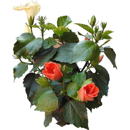 Ibiscus vaso 14 cm Ibiscus vaso 14 cm