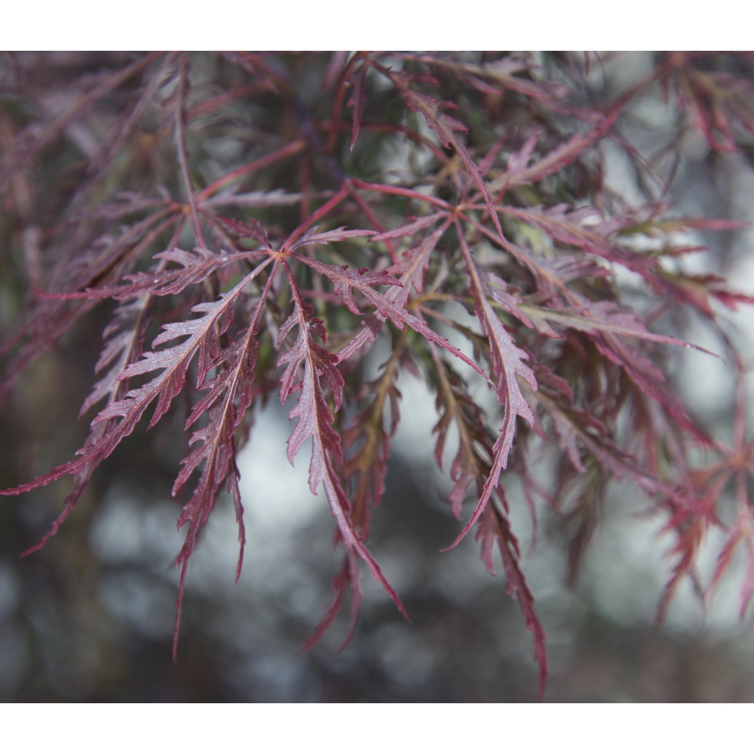 Acero palmato dissectum Tamukeyama mini alberetto Acero palmato dissectum Tamukeyama mini alberetto