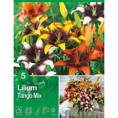 Giglio "Tango Mixed" Giglio "Tango Mixed"