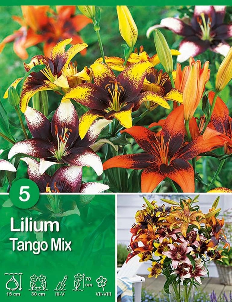 Giglio "Tango Mixed" Giglio "Tango Mixed"