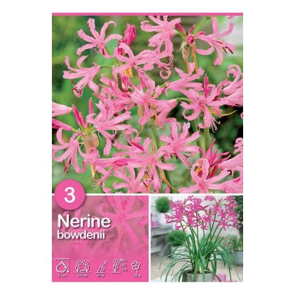 Nerine "Bowdenii" Nerine "Bowdenii"