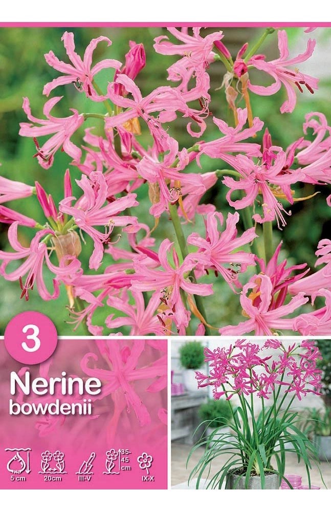Nerine "Bowdenii" Nerine "Bowdenii"