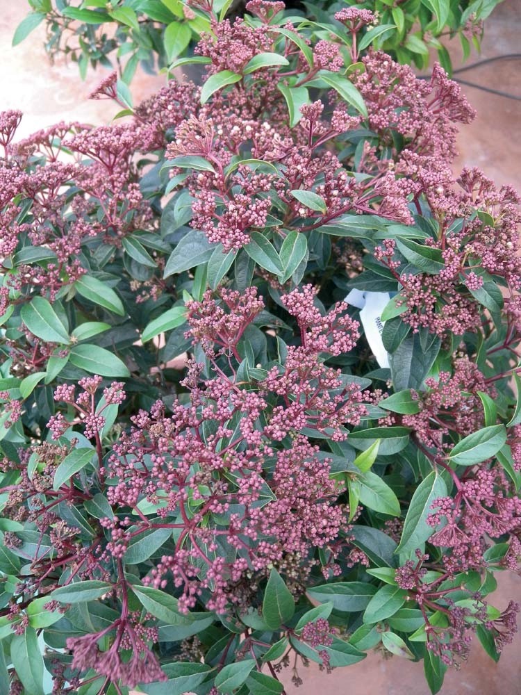 Viburnum tinus `Spirit` Viburnum tinus `Spirit`