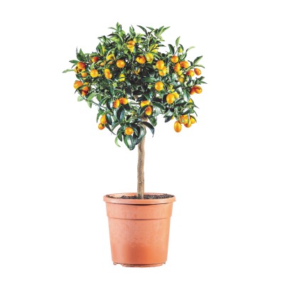 Albero da frutto Citrus Fortunella Margherita Kumquat vaso 22 cm Albero da frutto Citrus Fortunella Margherita Kumquat vaso 22 cm