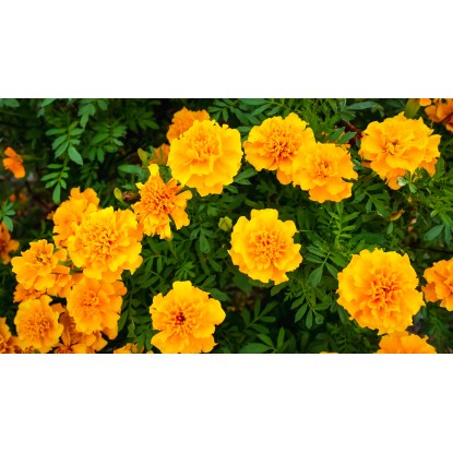 Petunia in fiore vaso 10 cm Petunia in fiore vaso 10 cm