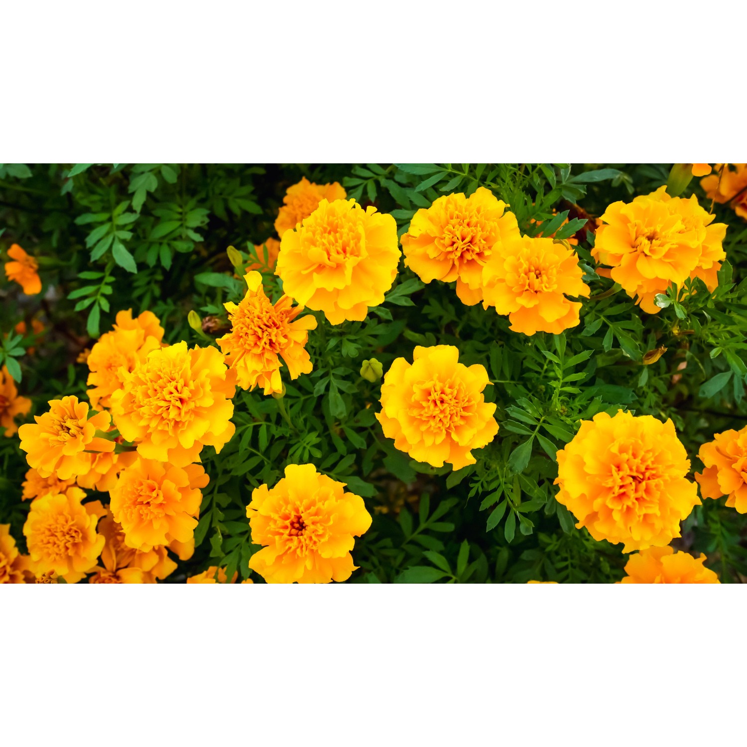 Petunia in fiore vaso 10 cm Petunia in fiore vaso 10 cm