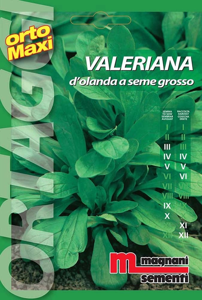 Semi orto maxi Valeriana d`Olanda seme grosso Semi orto maxi Valeriana d`Olanda seme grosso