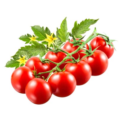 Pomodoro Pachino innestato vaso Ø 14 cm Pomodoro Pachino innestato vaso Ø 14 cm