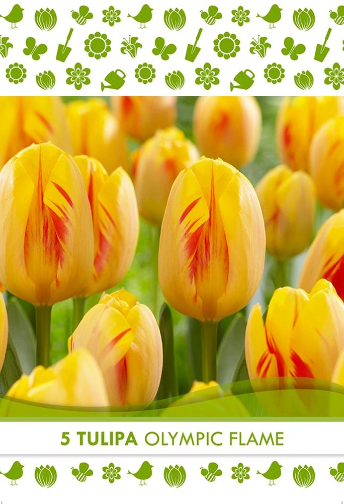 Bulbi fiori Tulipa Olympic Flame 5 pz Bulbi fiori Tulipa Olympic Flame 5 pz