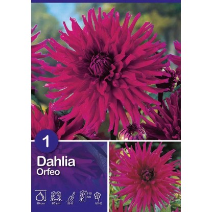 Dalia "Orfeo " Dalia "Orfeo "