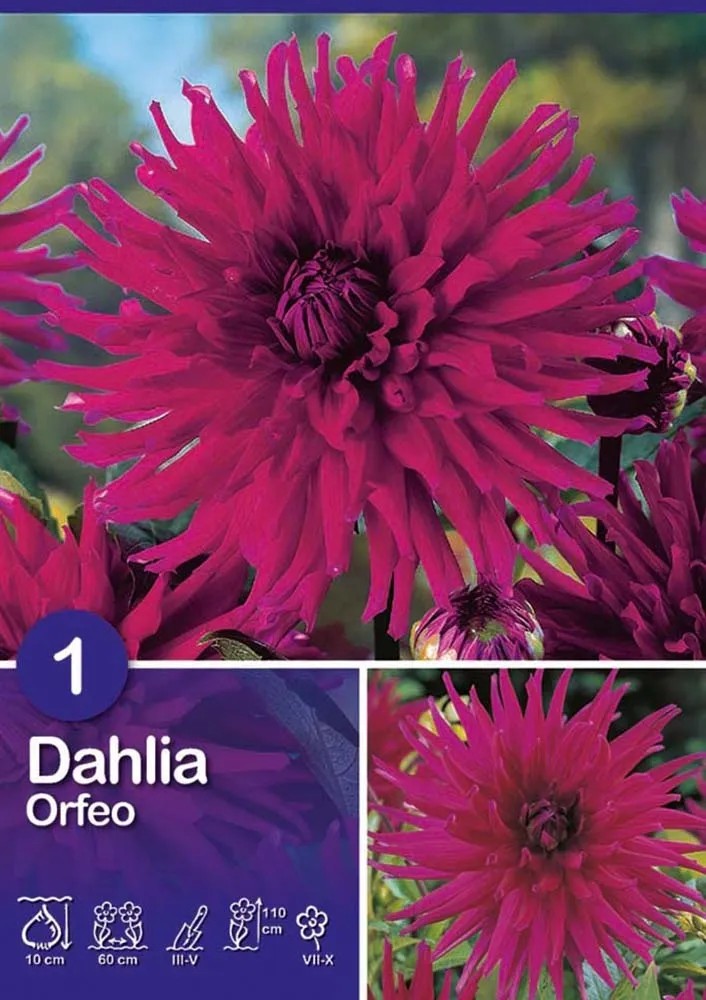 Dalia "Orfeo " Dalia "Orfeo "