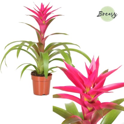 Guzmania Deseo Rosa vaso12 cm Guzmania Deseo Rosa vaso12 cm