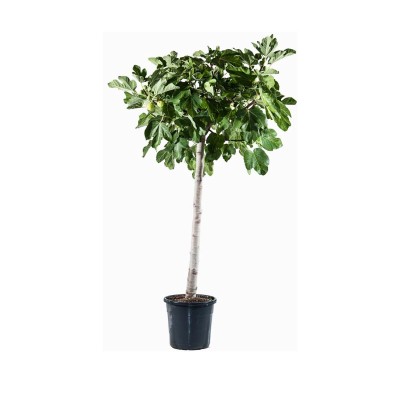 Albero da frutto Ficus carica vaso Ø cm 28 Albero da frutto Ficus carica vaso Ø cm 28