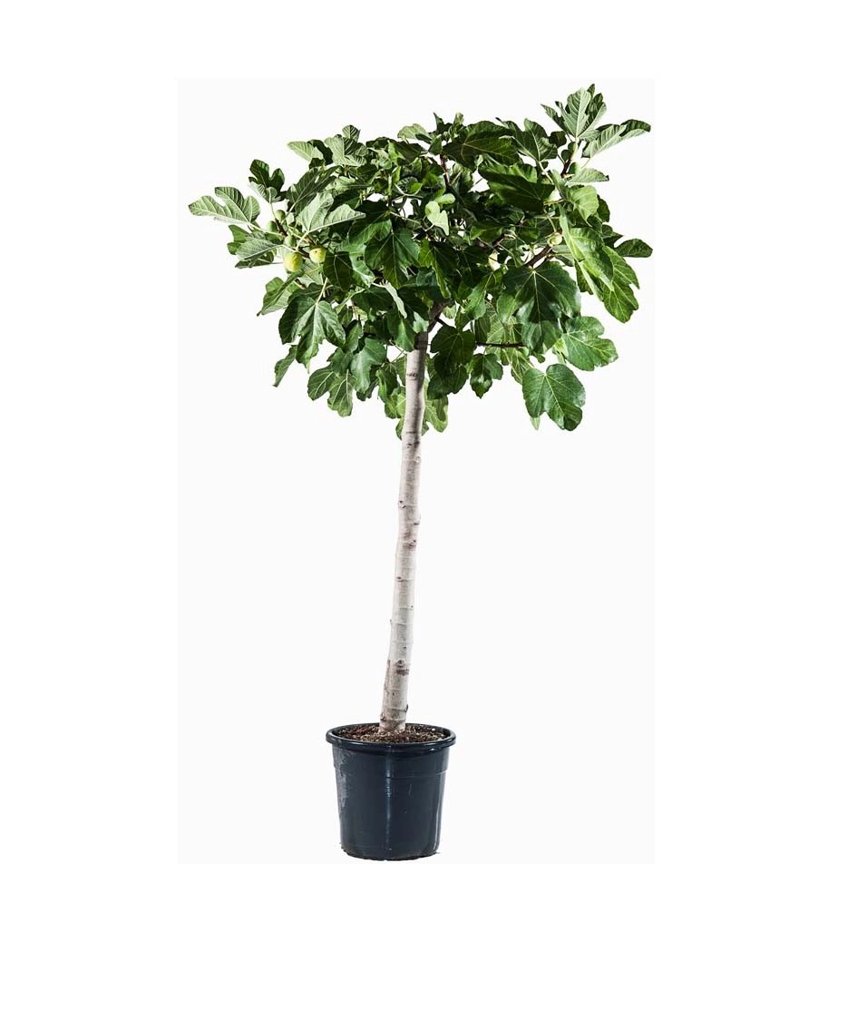 Albero da frutto Ficus carica vaso Ø cm 28 Albero da frutto Ficus carica vaso Ø cm 28