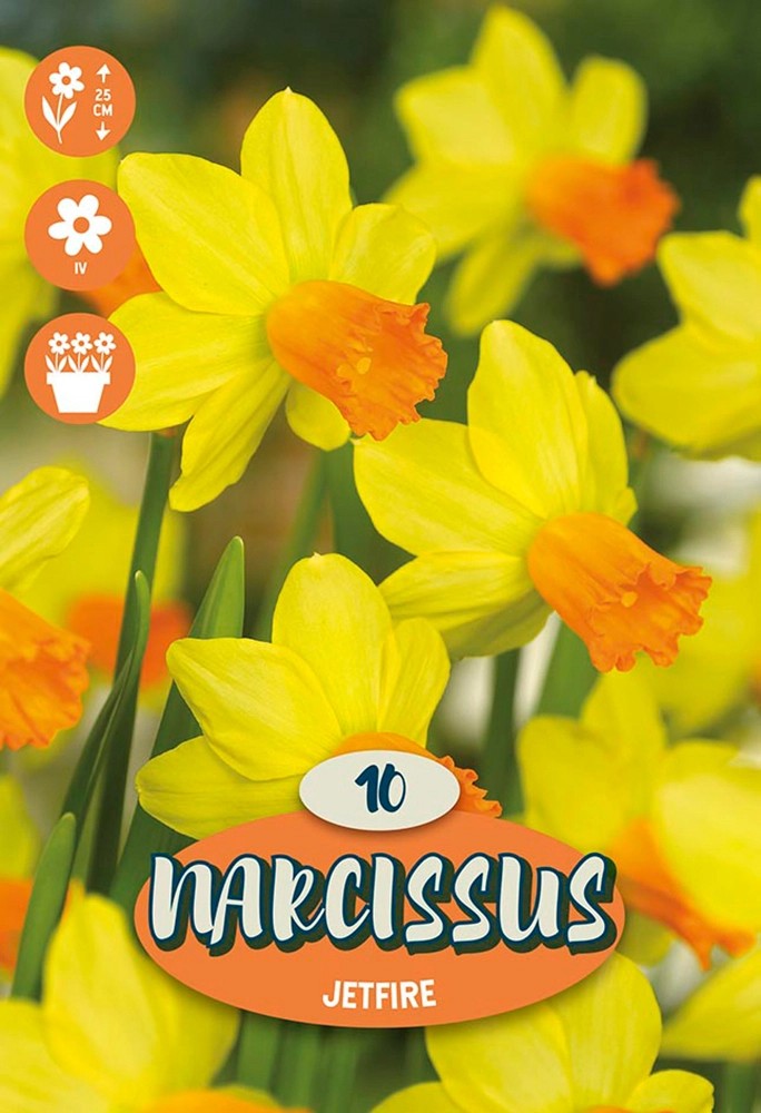 Bulbi da fiore narciso Jetfire 10 pz giallo Bulbi da fiore narciso Jetfire 10 pz giallo