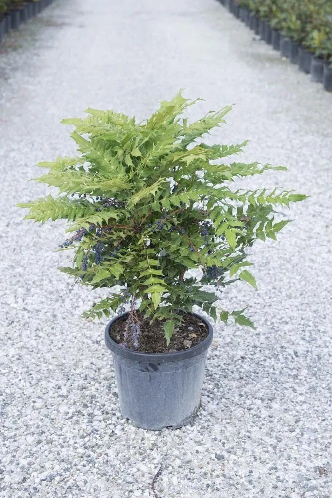 Mahonia x media `Winter Sun` Mahonia x media `Winter Sun`