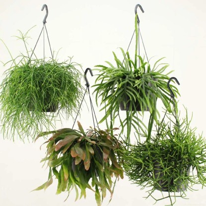 Rhipsalismix Magica Vaso 17 cm Rhipsalismix Magica Vaso 17 cm