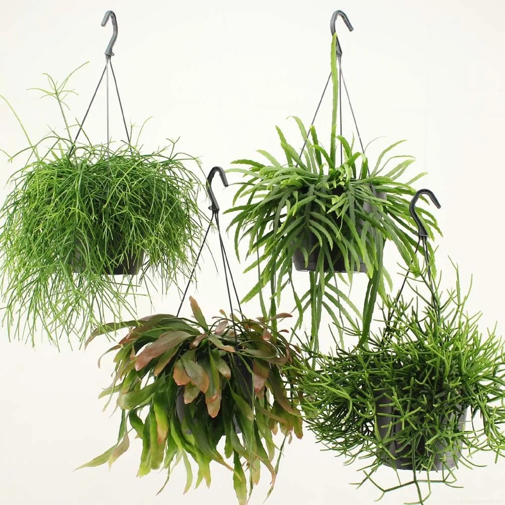 Rhipsalismix Magica Vaso 17 cm Rhipsalismix Magica Vaso 17 cm