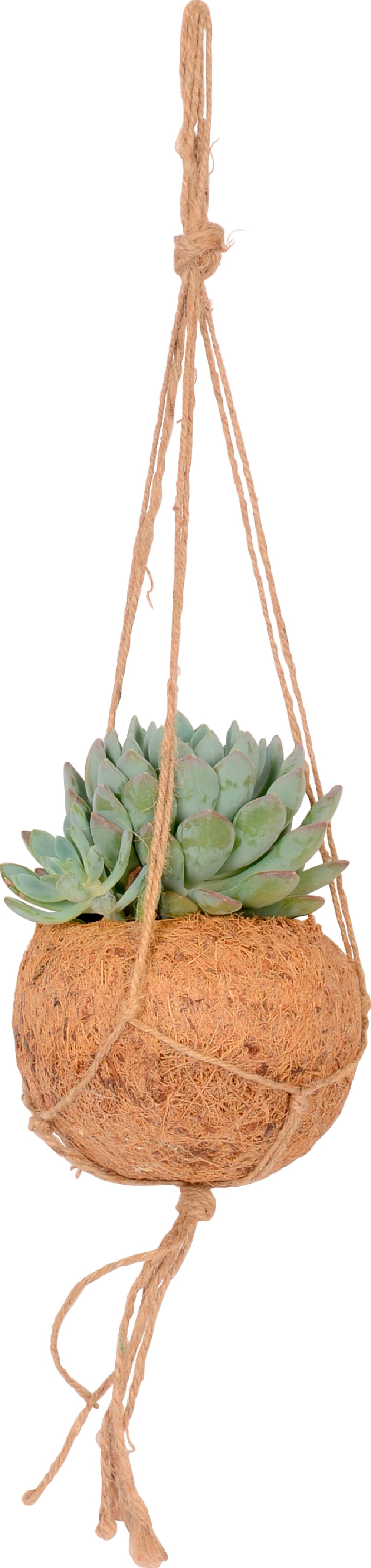 Succulente in Kokodama Succulente in Kokodama