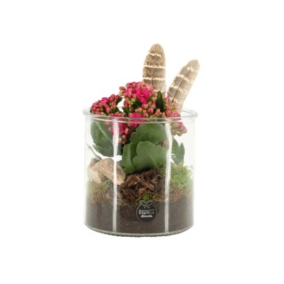 Kalanchoe Vetro A Molla vaso 12 cm Kalanchoe Vetro A Molla vaso 12 cm