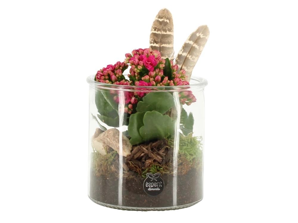 Kalanchoe Vetro A Molla vaso 12 cm Kalanchoe Vetro A Molla vaso 12 cm