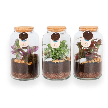 Composizione Terrarium capsula piccola Composizione Terrarium capsula piccola