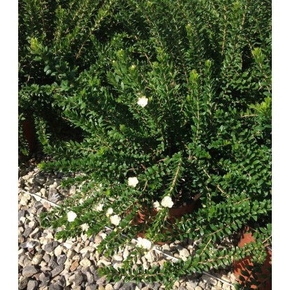 Mirto comune Tarentina cespuglio h 30/40 cm Mirto comune Tarentina cespuglio h 30/40 cm