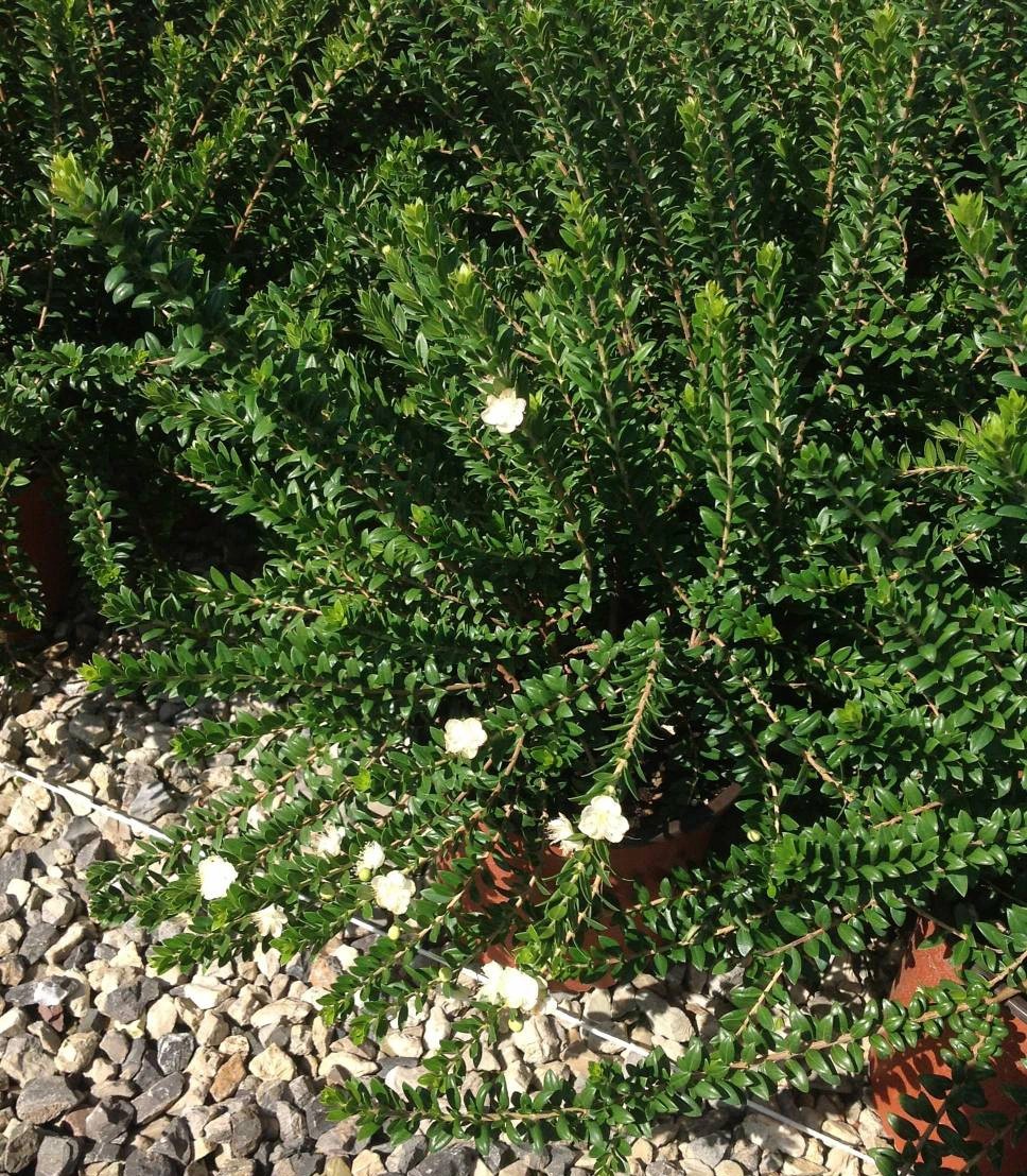 Mirto comune Tarentina cespuglio h 30/40 cm Mirto comune Tarentina cespuglio h 30/40 cm