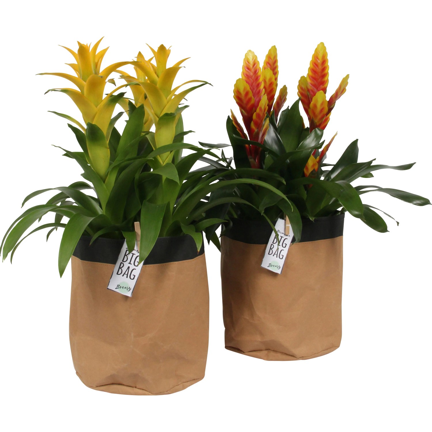 Bromelia in sacchetto di carta in vaso Ø 21 cm Bromelia in sacchetto di carta in vaso Ø 21 cm