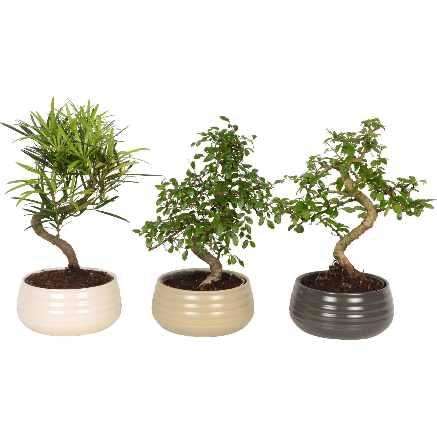 Bonsai vaso di ceramica Ø 19 cm Bonsai vaso di ceramica Ø 19 cm