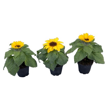 Mini girasole Heliantus annuus Mini girasole Heliantus annuus