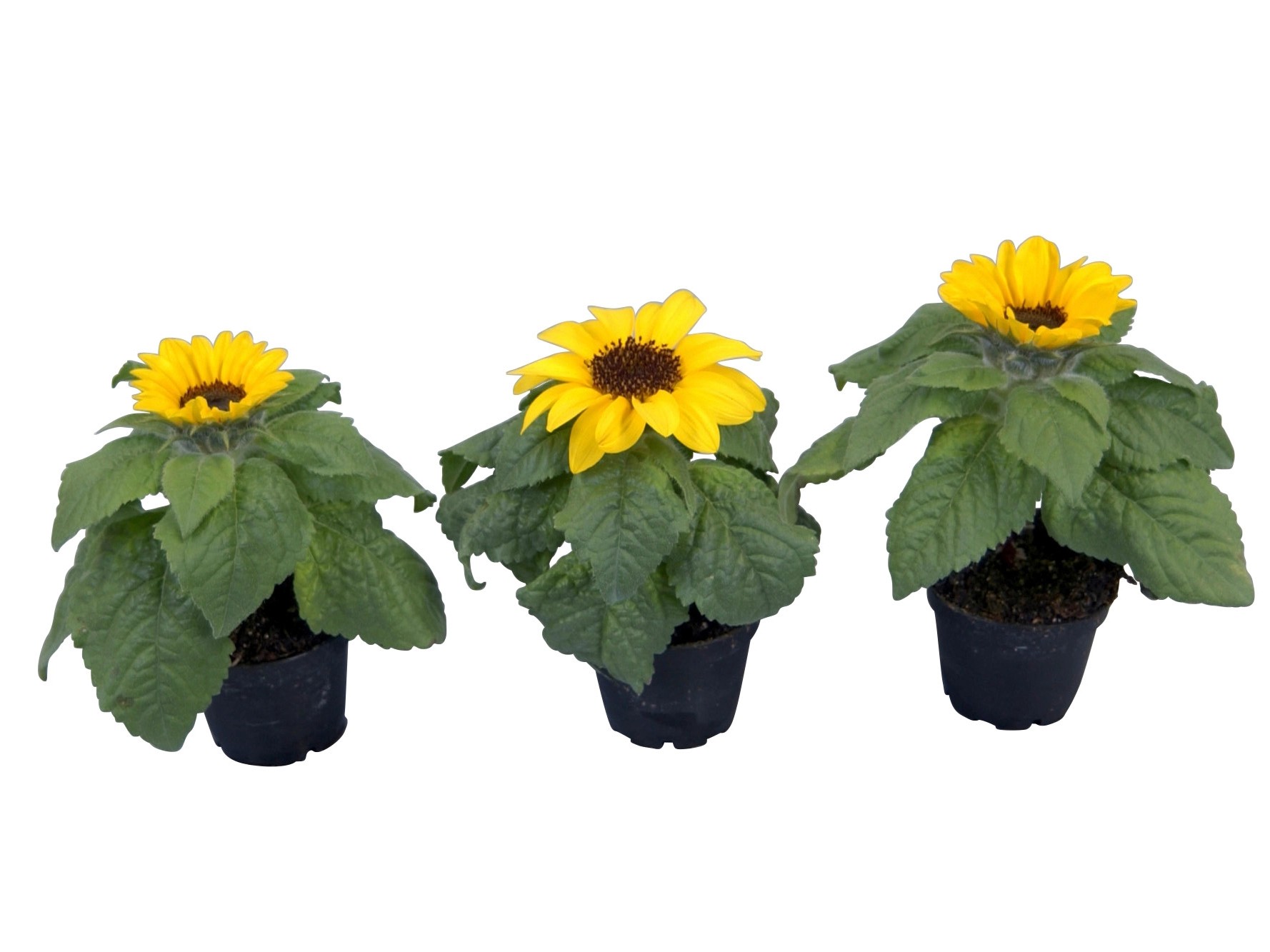 Mini girasole Heliantus annuus Mini girasole Heliantus annuus