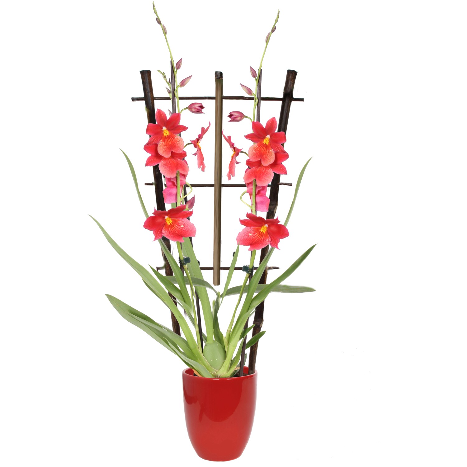 Orchidea Cambria Nelly Isler vaso in ceramica vaso Ø 12 cm Orchidea Cambria Nelly Isler vaso in ceramica vaso Ø 12 cm