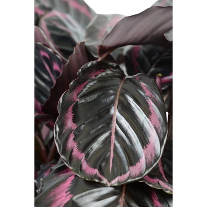 Pianta verde mini mix vaso Ø 6 cm Pianta verde mini mix vaso Ø 6 cm