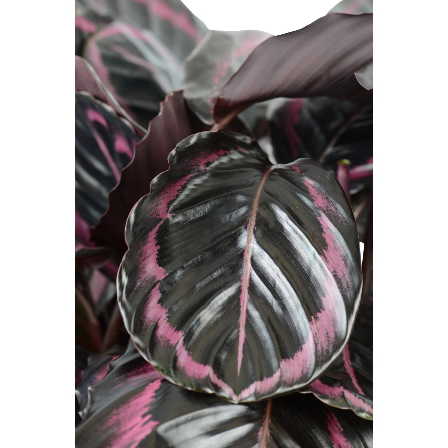 Pianta verde mini mix vaso Ø 6 cm Pianta verde mini mix vaso Ø 6 cm