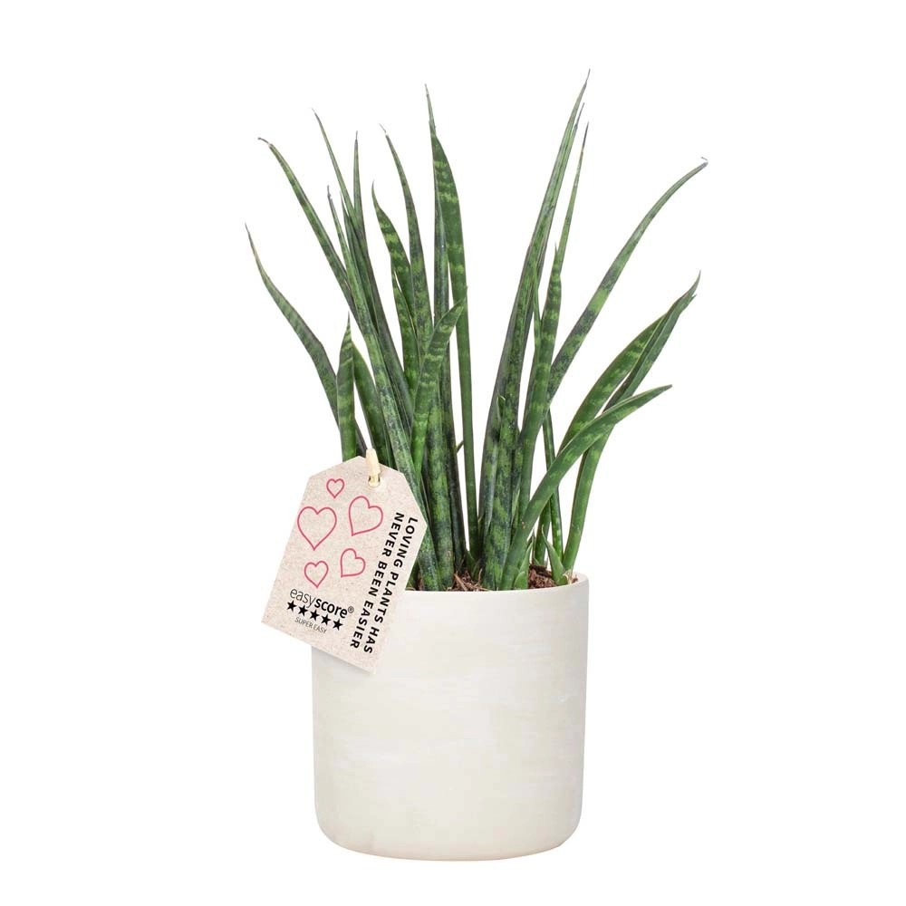 Sansevieria Fernwood vaso 12 cm Sansevieria Fernwood vaso 12 cm