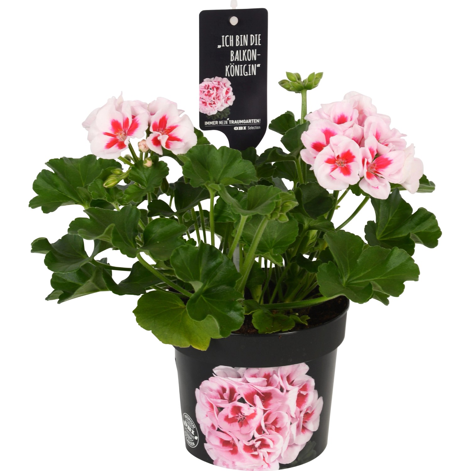 Geranio bianco Americana White Splash vaso Ø 13 cm Pelargonium Geranio bianco Americana White Splash vaso Ø 13 cm Pelargonium