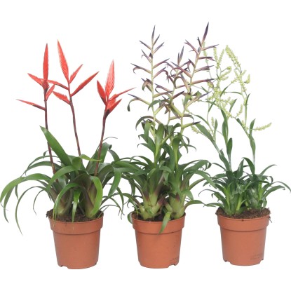 Guzmania da interno con vaso Ø 12 cm H 40-55 cm assortita Guzmania da interno con vaso Ø 12 cm H 40-55 cm assortita