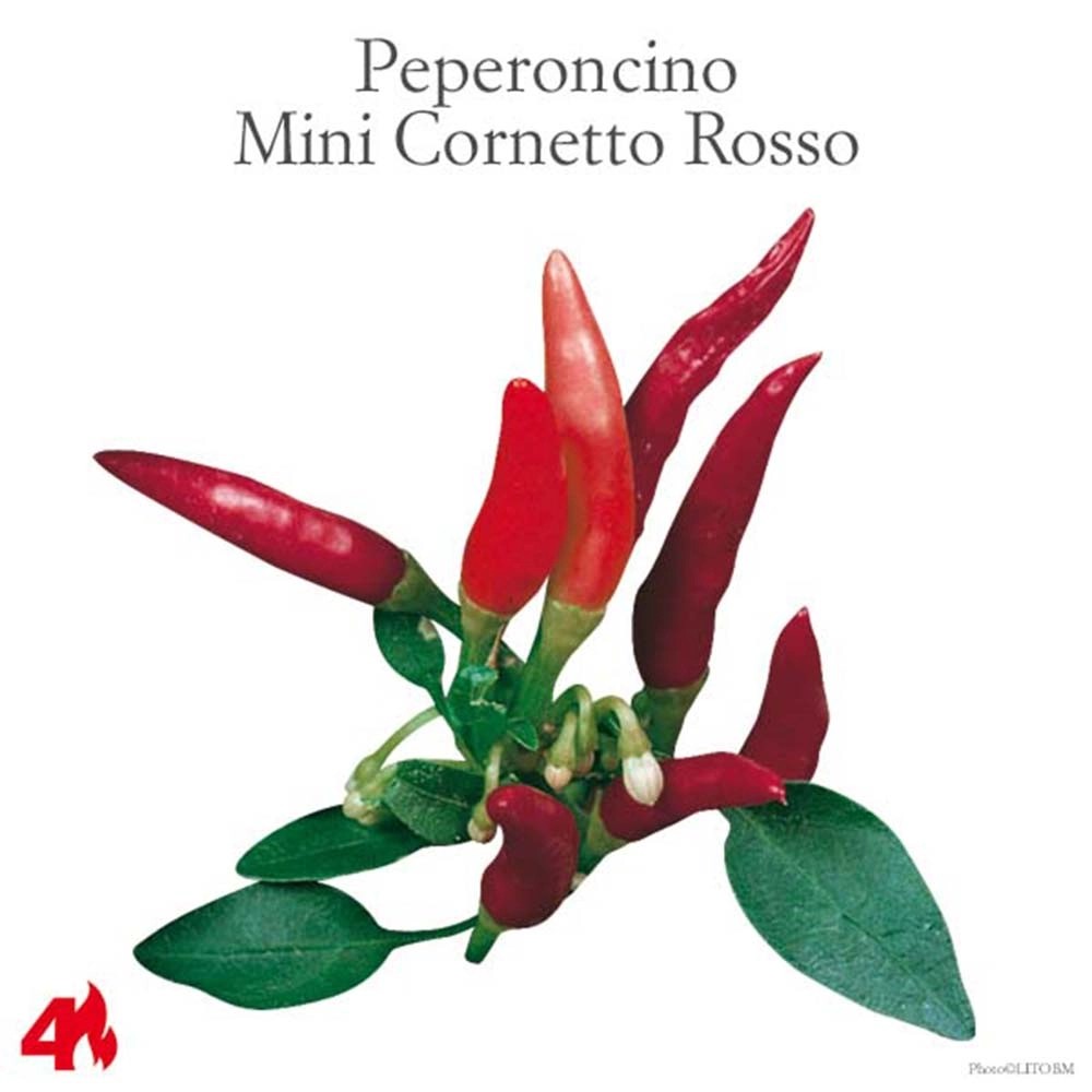 Peperoncino piccante rosso mini cornetto vaso 14 cm Peperoncino piccante rosso mini cornetto vaso 14 cm
