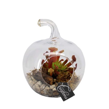 Sarracenia pompoen in vaso zucca di vetro Sarracenia pompoen in vaso zucca di vetro