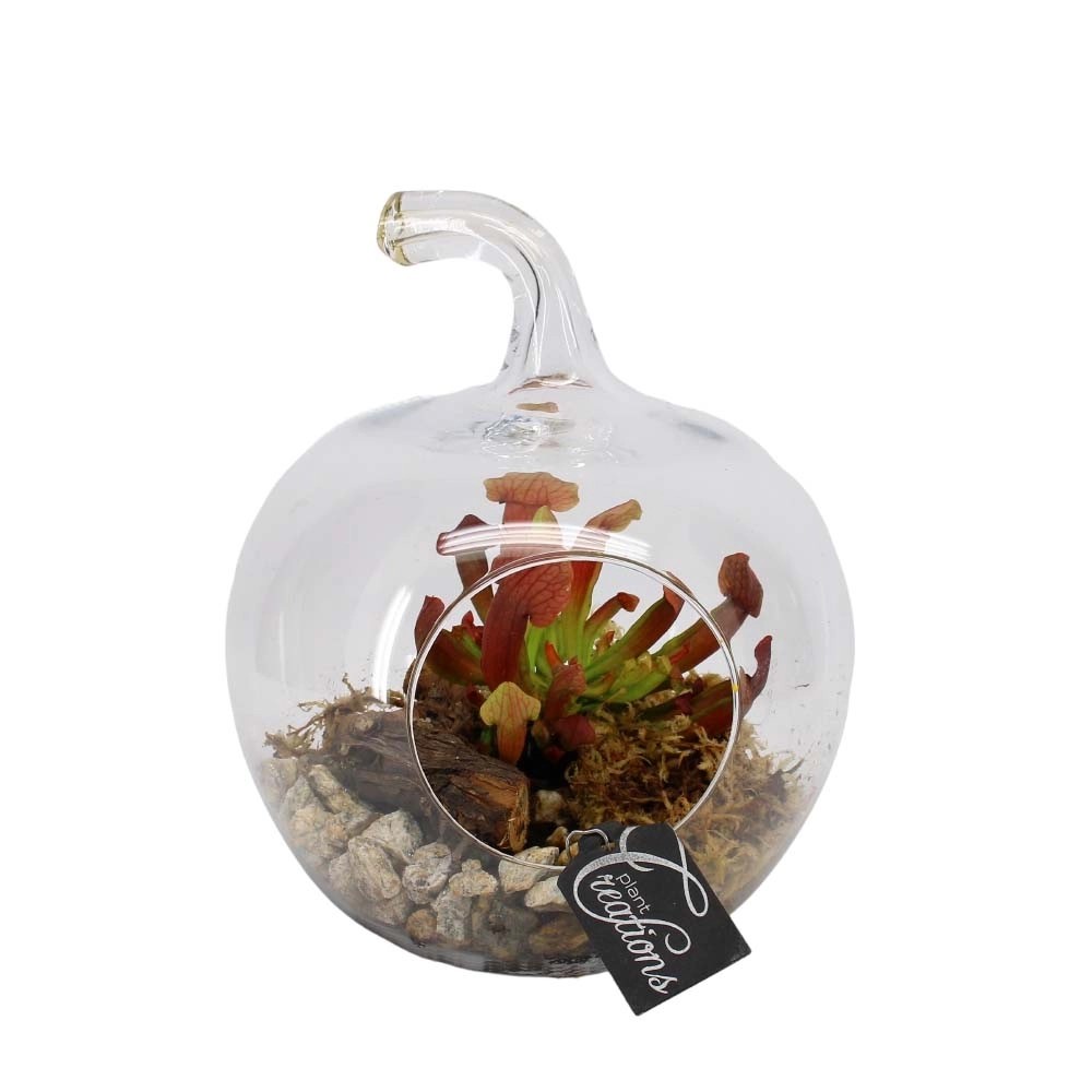 Sarracenia pompoen in vaso zucca di vetro Sarracenia pompoen in vaso zucca di vetro