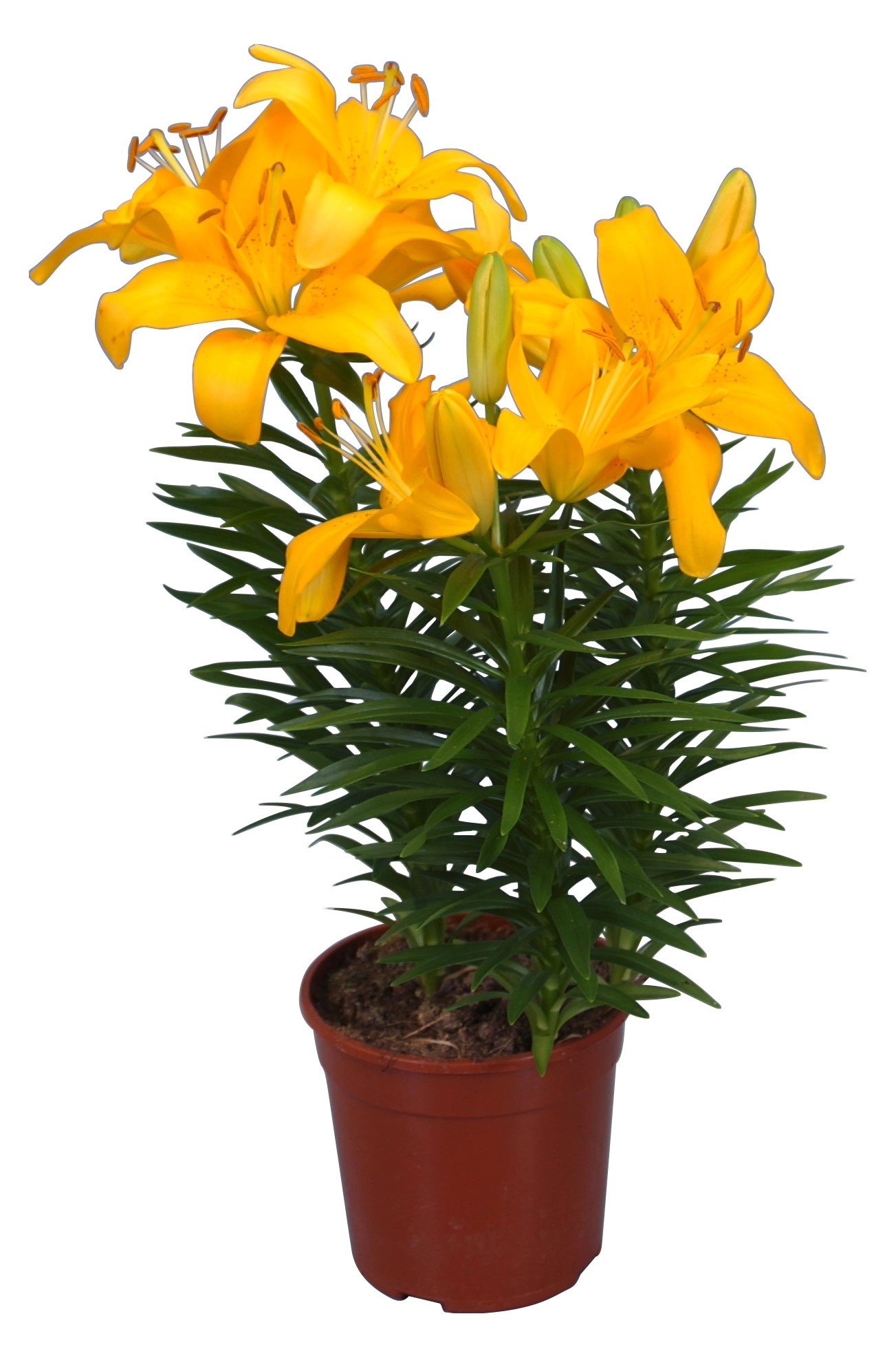 Giglio "Azian" Giallo vaso Ø ca. 13 cm Giglio "Azian" Giallo vaso Ø ca. 13 cm