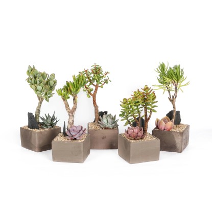 Composizione piante grasse Crassula bonsai in cubo di terracotta cioccolato Composizione piante grasse Crassula bonsai in cubo di terracotta cioccolato