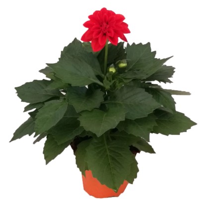 Dalia vaso 14 cm Dalia vaso 14 cm